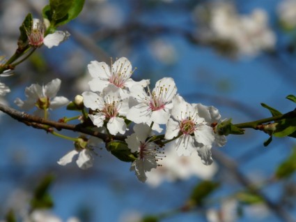 wilde Blume-Pflaumenbaum