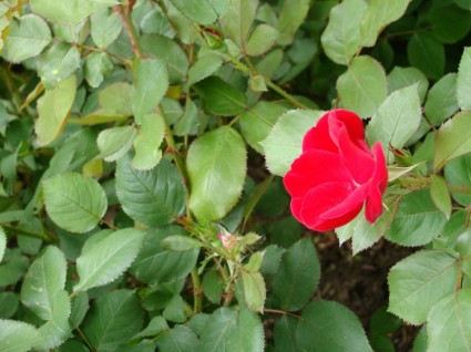 hoang dã Hoa hồng