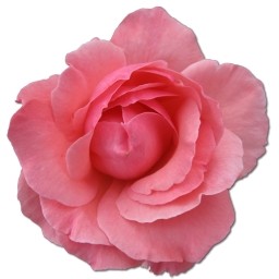 Dzika róża różowy