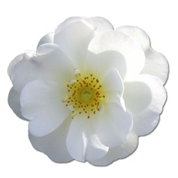 野生玫瑰白