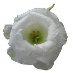 liar mawar putih