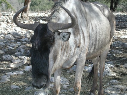 สัตว์ wildebeest bearded ขาว