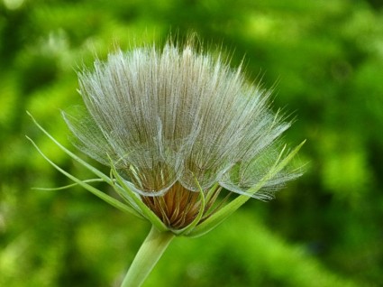 natura vegetale Wildflower