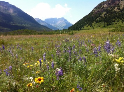 wildflower glorioso di montagne fiori selvatici