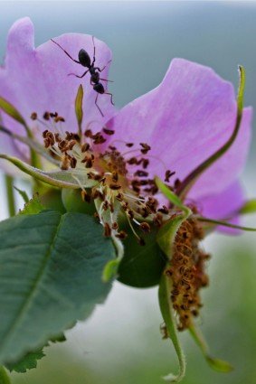 wildrose ant bunga