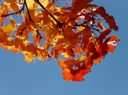 Wind Herbstblätter Ahorn