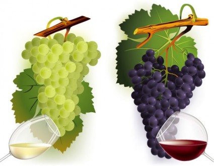 vecteur de vin et raisins