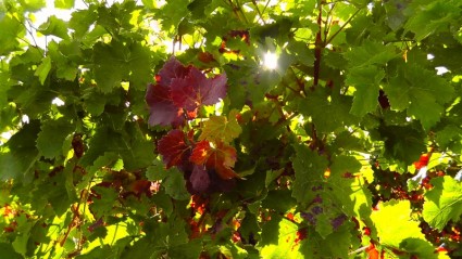 planta da folha vinho vinho