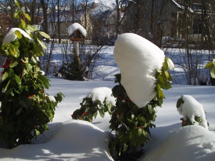 aviary tuyết mùa đông