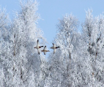 Winter-Vögel-Gänse