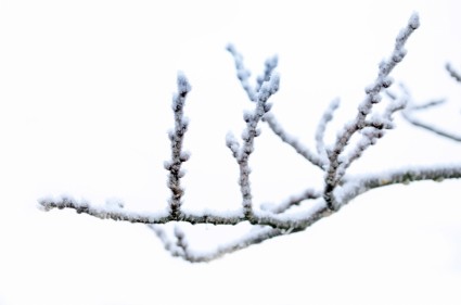ramo de Inverno