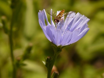 musim dingin florea serangga hoverfly