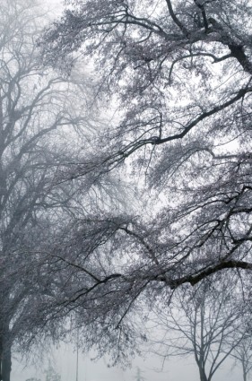 冬の霧
