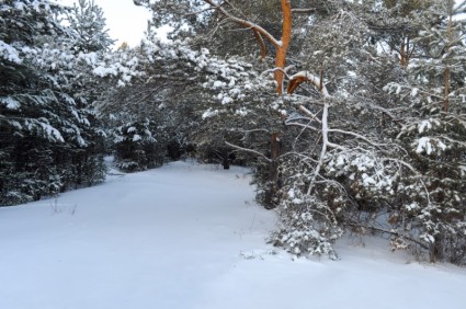 floresta de Inverno