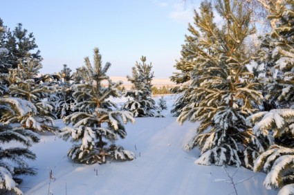 فصل الشتاء للغابات