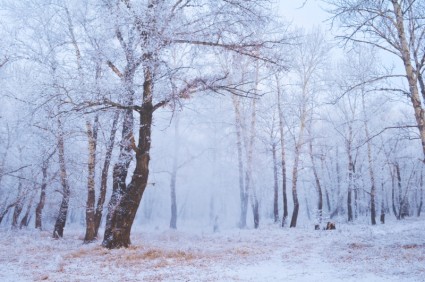 فصل الشتاء للغابات