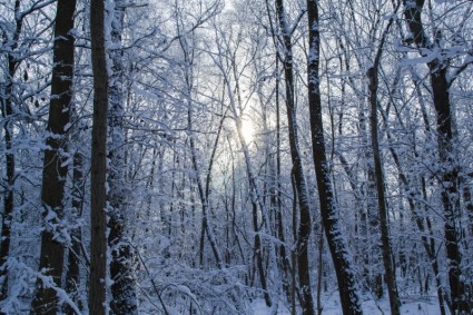 أشجار الغابات الغابات في فصل الشتاء
