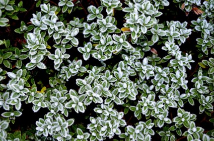 gel hivernal sur les plantes