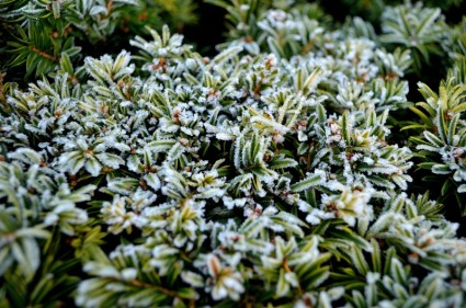 zimowy szron na roślinach