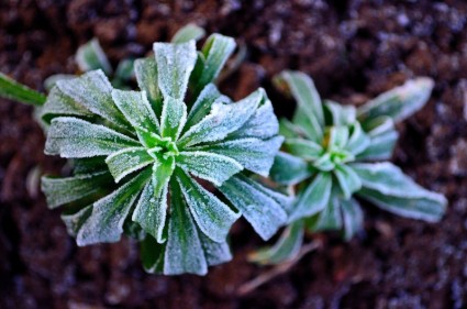 gel hivernal sur les plantes