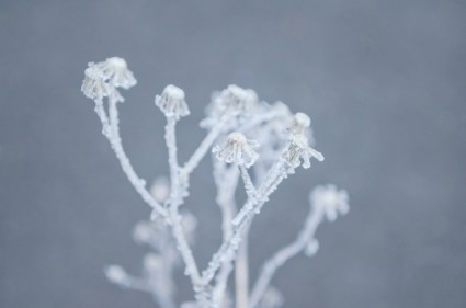 在植物上的冬天霜