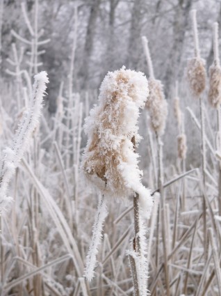 冬の霜のアザミ