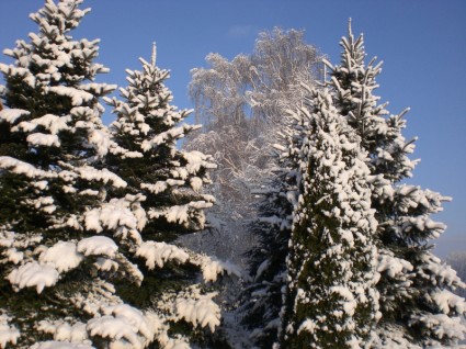 Winter-Frost-Winterzauber