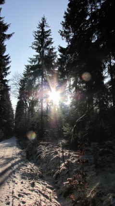 หนาว gegenlichtaufnahme ป่า