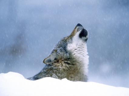 animales de invierno aullido fondos lobos