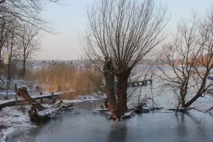 冬季冰樹