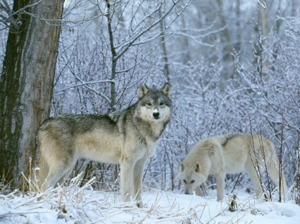 冬土地オオカミ狼動物を壁紙します。