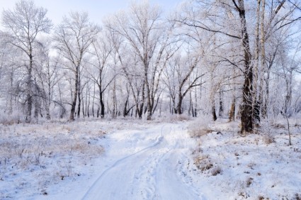 Phong Cảnh Mùa đông-Thiên Nhiên-hình ảnh Miễn Phí Miễn Phí Tải Về