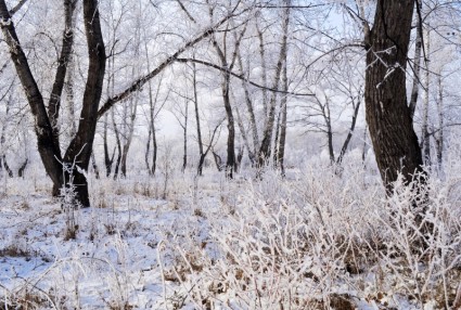 paysage d'hiver