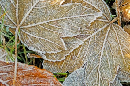 Зимний листья