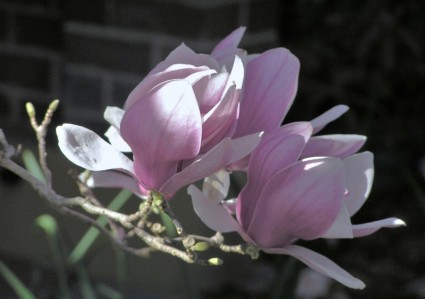 magnolia hiver