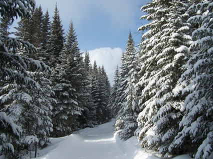 الشتاء مسار خلفية طبيعة فصل الشتاء