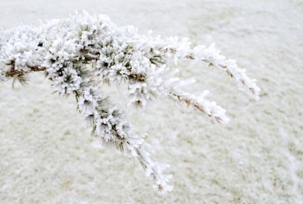 branche de pin hiver