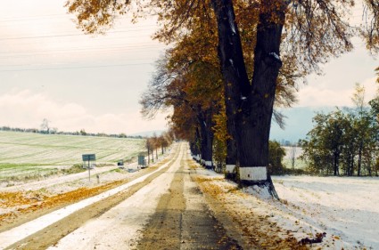 mùa đông road