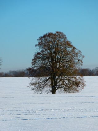 paisagem de neve do inverno