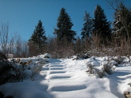 Winter Snow Nature