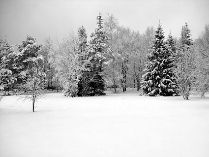 Winter-Schnee-Bild