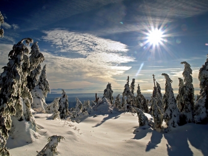 zimowe słońce tapeta zimowej przyrody