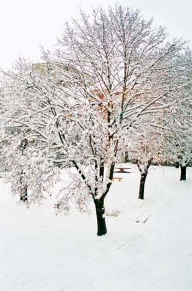 Zimą drzewa