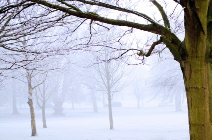 brouillard et arbre d'hiver