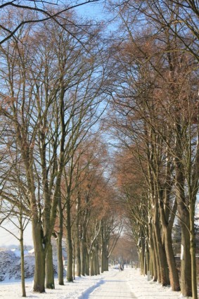 Зимняя обсаженной деревьями авеню Авеню