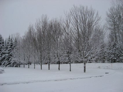 neve albero d'inverno