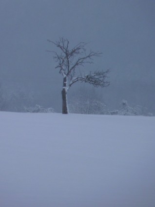 drzewa zima śnieg