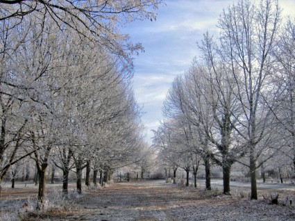 أشجار الشتاء الثلج