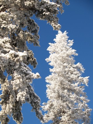 雪の冬の木