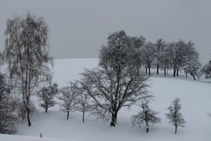 drzewa zima śnieg